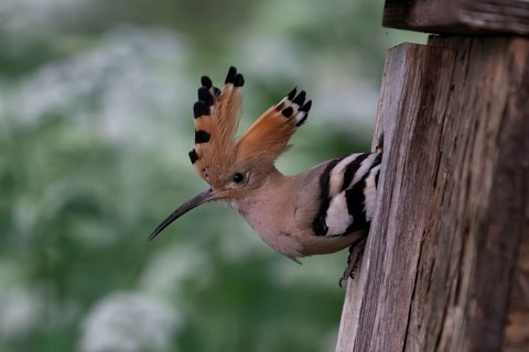 Hoopoe (Upupa epops) looking out of the nesting box, Oberspreewald, Brandenburg, Germany, Europe