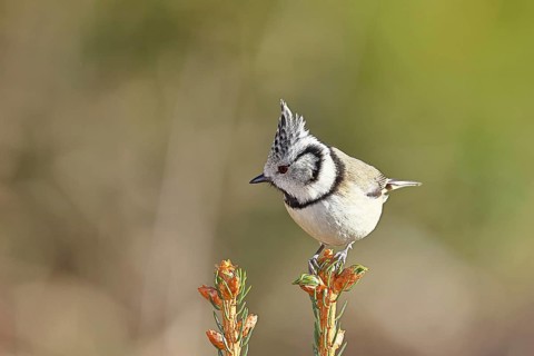 Crested Tit (Lophophanes scalloped ribbonfish), sitting on the top of a young spruce, European