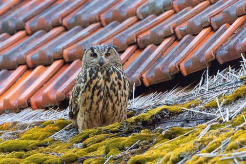 Eurasian eagle-owl, European eagle-owl (Bubo bubo) adult perched on roof of farm building