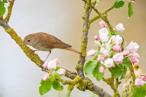 Nightingale (Luscinia megarhynchos) Germany