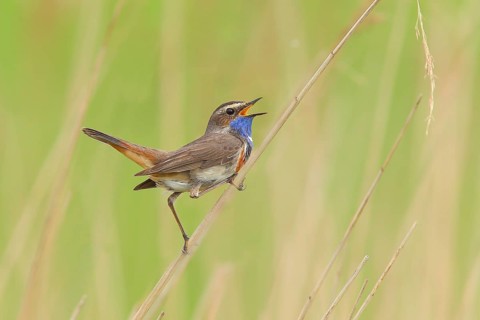 White-starred bluethroat (Luscinia svecica cyanecula), mating male on a reed, wildlife, nature