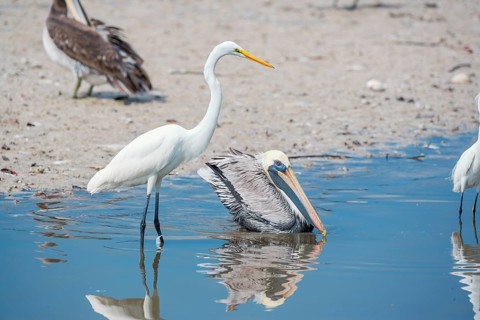 Brown pelican (Pelecanus occidentalis) and Great white egret (Ardea alba) catching fish, Sanibel