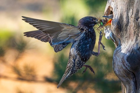 Starling (Sturnus vulgaris), also known as the Common starling, with food for the young birds,