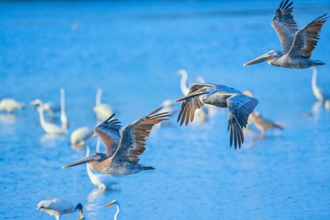 Brown pelicans (Pelecanus occidentalis) in flight, Sanibel Island, J.N. Ding Darling National