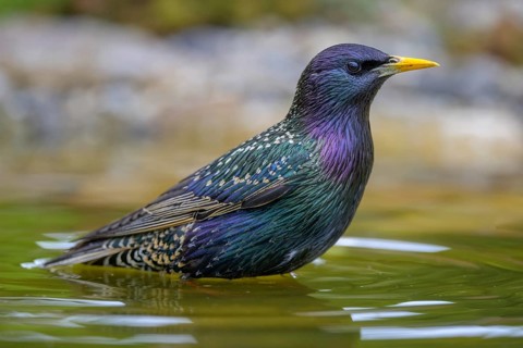 Starling (Sturnus vulgaris), in splendour while bathing, biosphere reserve, Swabian Alb,