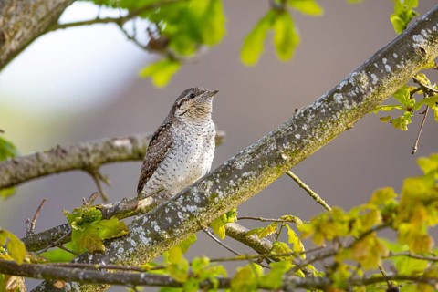 Eurasian wryneck (Jynx torquilla) Germany