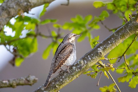 Eurasian wryneck (Jynx torquilla) Germany
