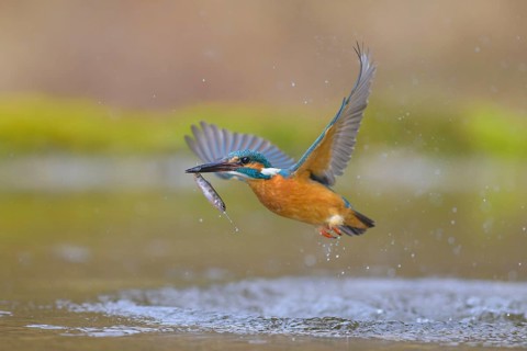 Kingfisher (Alcedo atthis), taking off from the water with a fish in its beak, Lechauen, Bavaria