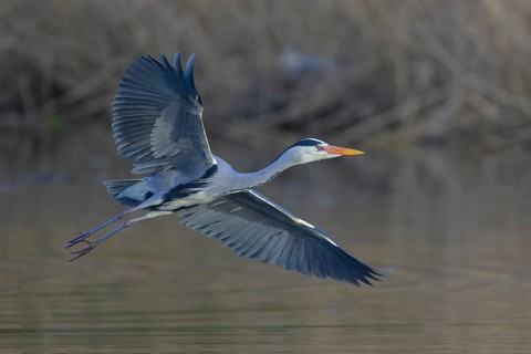 Grey heron (Ardea cinerea), adult heron in flight in front of reeds, Neckar valley,