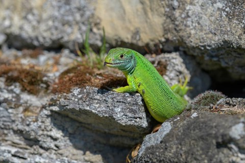 Western green lizard (Lacerta bilineata), resting on a stone of a dry stone wall, Neckar valley,