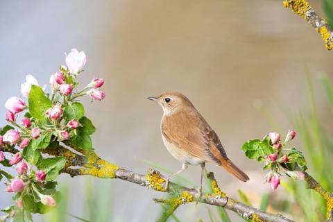 Nightingale (Luscinia megarhynchos) Germany