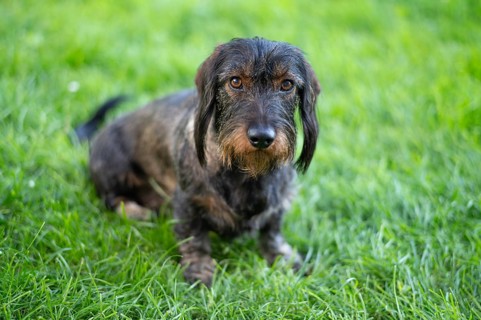 Rough-haired dachshund (Canis lupus familiaris) male, 4 years old, animal portrait, sitting on a
