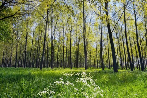 Limbricht, Limburg, Netherlands, Spring forest with tall trees and blooming white flowers under
