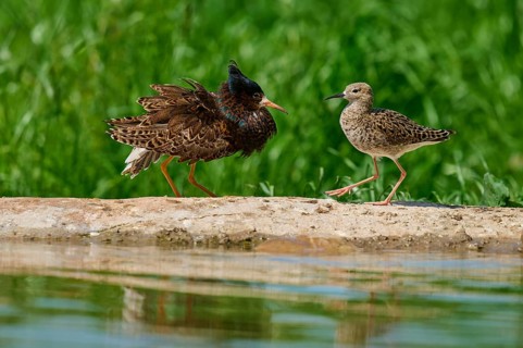 Ruff (Philomachus pugnax), male and female during the breeding season, on a rock by a body of