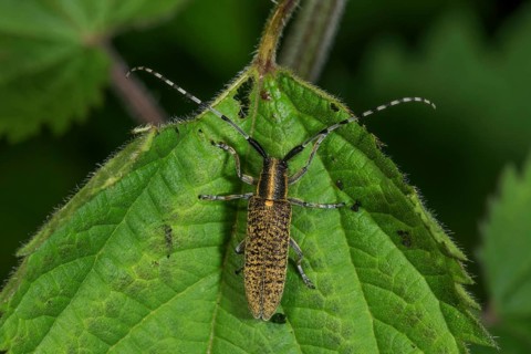 Thistle buck (Agapanthia villosoviridescens) with long antennae on a green leaf, Baden-Württemberg,