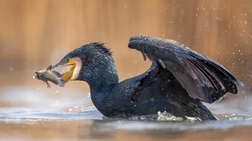 Cormorant (Phalacrocorax carbo) with catfish as prey, hunting, fishing, preying, sunrise, morning