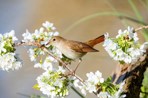 Nightingale (Luscinia megarhynchos) Germany