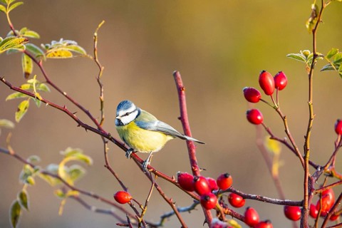 Blue tit (Parus caeruleus) Germany