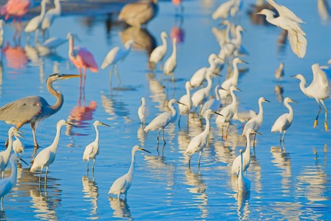 Group of Snowy Egret (Egretta thula), Roseate Spoonbills (Platalea ajaja) and Great blue heron