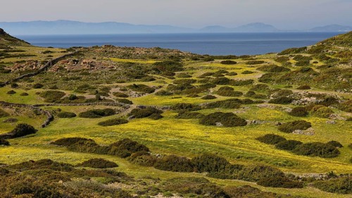 Wide grassy landscape with yellow flowers on hills, sea and islands in the background, Livadi
