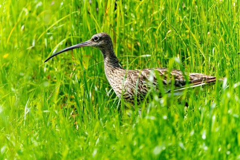 A bird with a long beak stands in a green meadow with tall grass, curlew, (genus Numenius), France,
