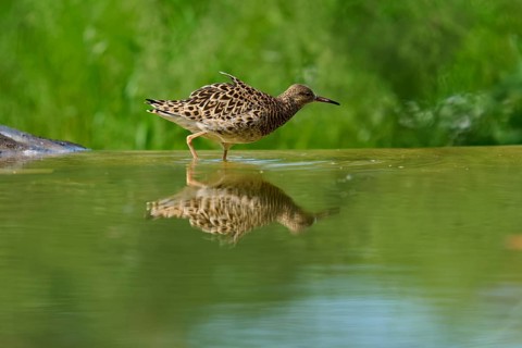 Female ruff (Philomachus pugnax) in the water, its reflection is clearly visible, France, Europe