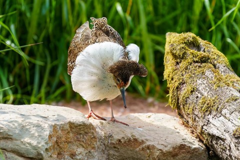 Bird on stone covered with white and patterned plumage, ruff (Calidris pugnax, Syn.: Philomachus