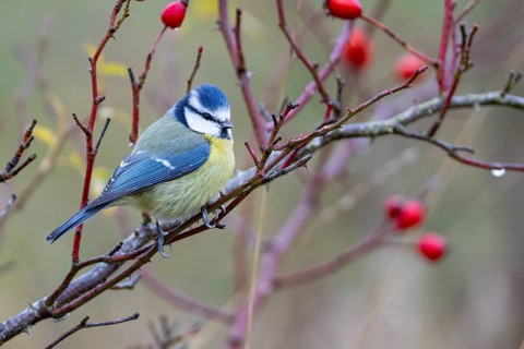 Blue tit (Parus caeruleus) Germany