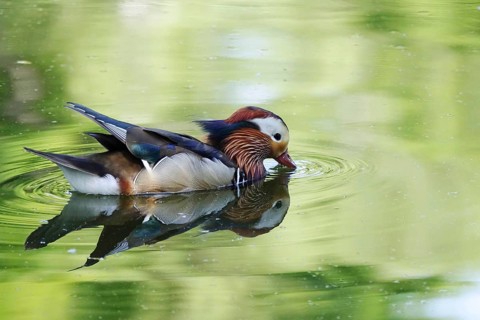 Mandarin duck on a lake, June, Germany, Europe