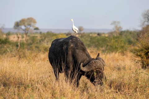 Cattle egret (Bubulcus ibis) sitting on the back of a Cape buffalo (Syncerus caffer caffer), bull