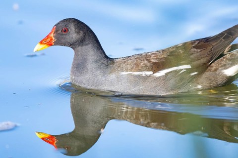 Moorhen (Gallinula chloropus) ml Germany