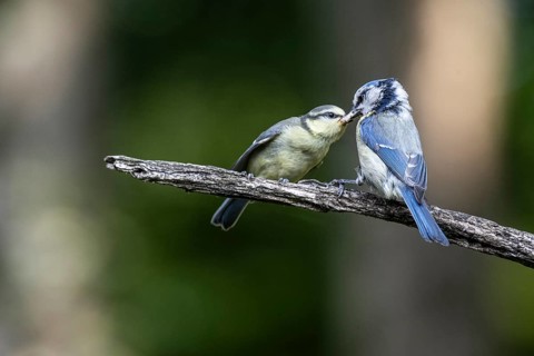 Blue tits (Parus caerulea), feeding young animals, Emsland, Lower Saxony, Germany, Europe