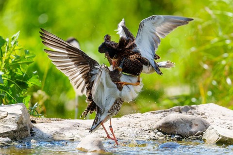 Ruff fighting at the water's edge, outstretched wings convey energy and movement, Ruff (Calidris