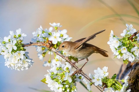 Nightingale (Luscinia megarhynchos) Germany