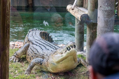 Feeding Maximo, the largest crocodile during a show at the St. Augustine Alligator Farm Zoological