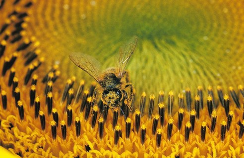 HONEY BEE (apis mellifera) GATHERING POLLEN FROM SUNFLOWER