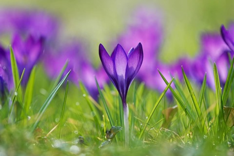 Woodland crocus (Crocus tommasinianus)