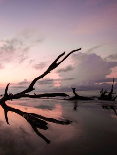 Boneyard Beach in South Carolina with old driftwood and dead trees and reflections at sunrise on a