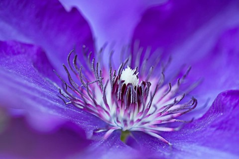 Blaue Clematis