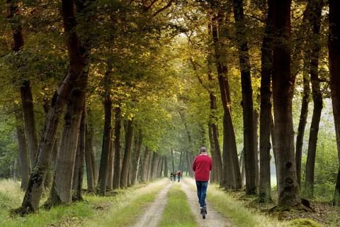 Walkers strolling through an avenue, Netherlands