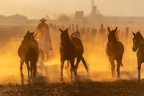 A herd of horses running through a field on a Mexican Ranch at sunrise