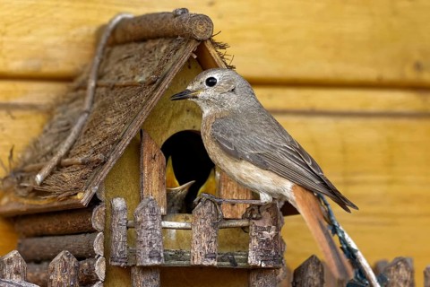 Common redstart feeding at the nest