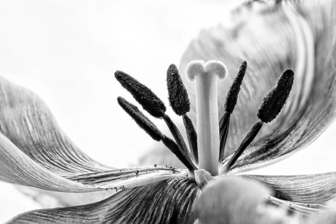 Stamem and Pistil macro photo of a pink fringed tulip (tulipa) crispa. Black and white photo