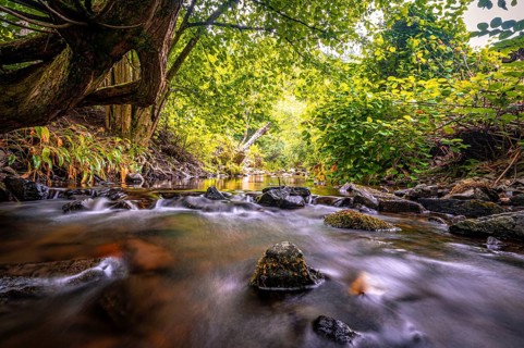 Wolfsbach river in summer with stream bank and natural stones in the water, Zorge, Lower Saxony,