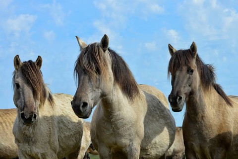 Three Dülmen mares standing close together with ears pricked, Merfelder Bruch, Dülmen, Münsterland,