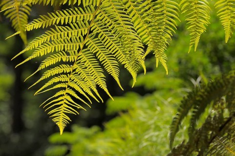 Fern in spring, rose garden in Oberderdingen
