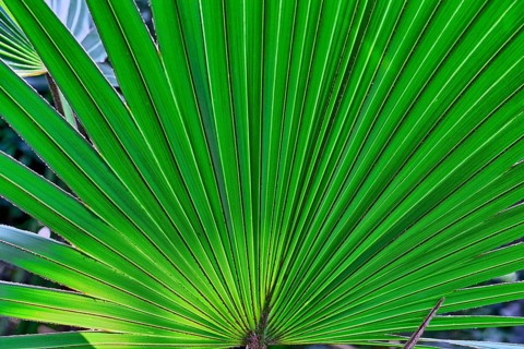 Close up of a palm tree leaf for backgrounds