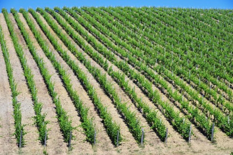 Vineyards near the city of San Gimignano, Tuscany, Italy, Europe