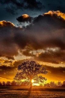 Oak tree silhouette alone on meadow in sunset