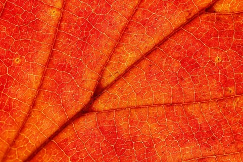 Japanese Maple (Acer palmatum), leaf detail